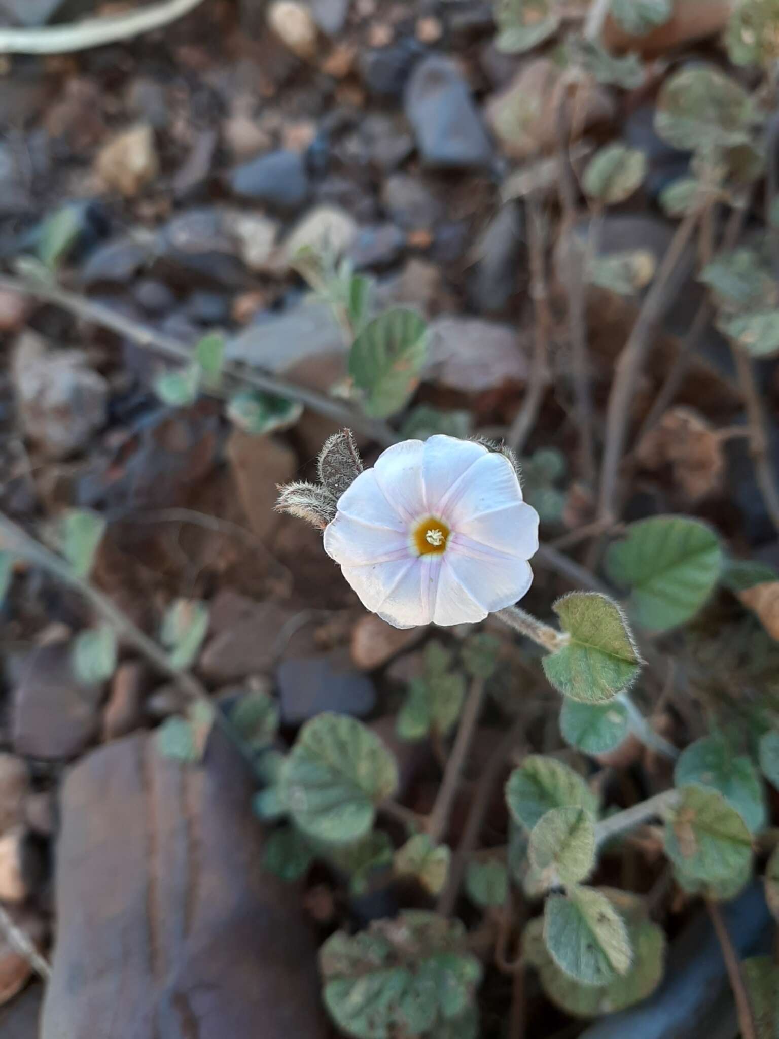 Image of Bonamia erecta R. W. Johnson