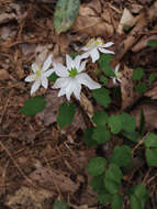 Image of Rue-Anemone