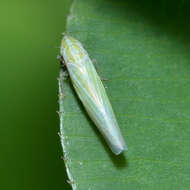 Image of Dikraneura (Dikraneura) angustata Ball & De Long 1925