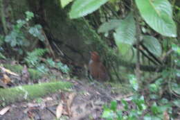 Image of Bicolored Antpitta