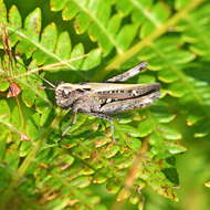 Image of woodland grasshopper