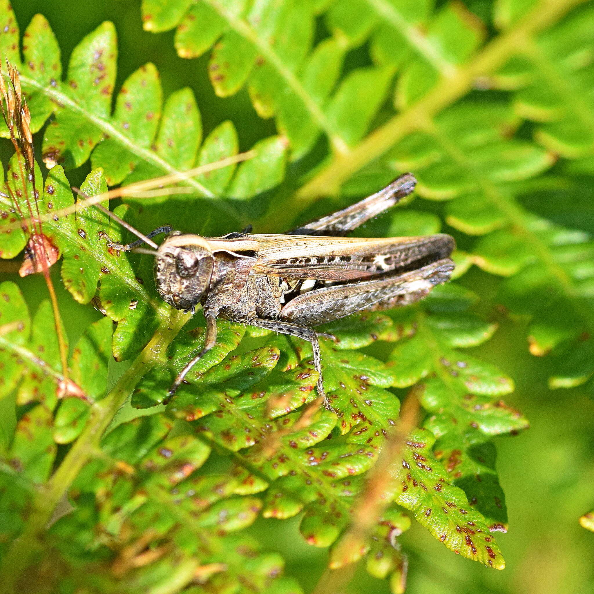 Image of woodland grasshopper