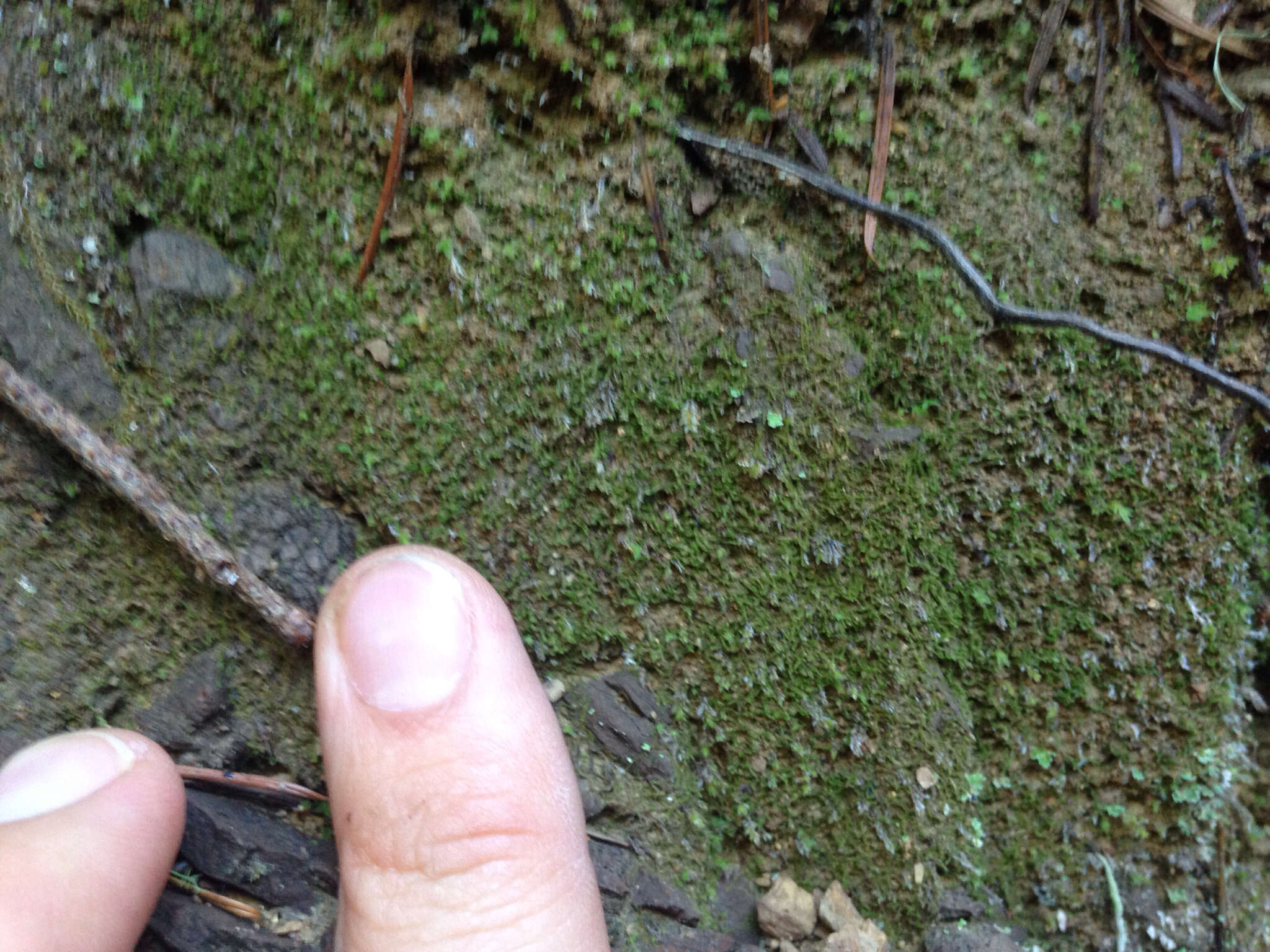 Image of Cephaloziella turneri (Hook.) Müll. Frib.