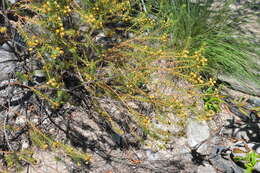 Image of Baccharis aliena (Spreng.) Joch. Müll.