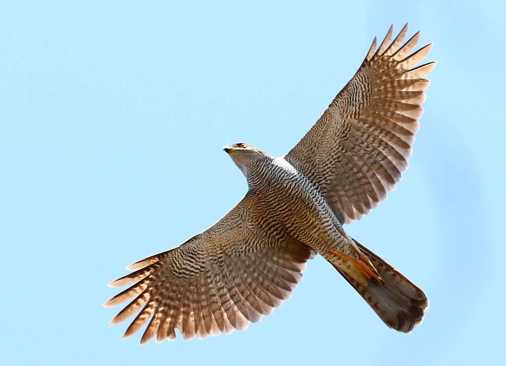 Image of Henst's Goshawk