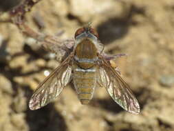 Image of Stomylomyia