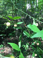 Euonymus americanus L. resmi