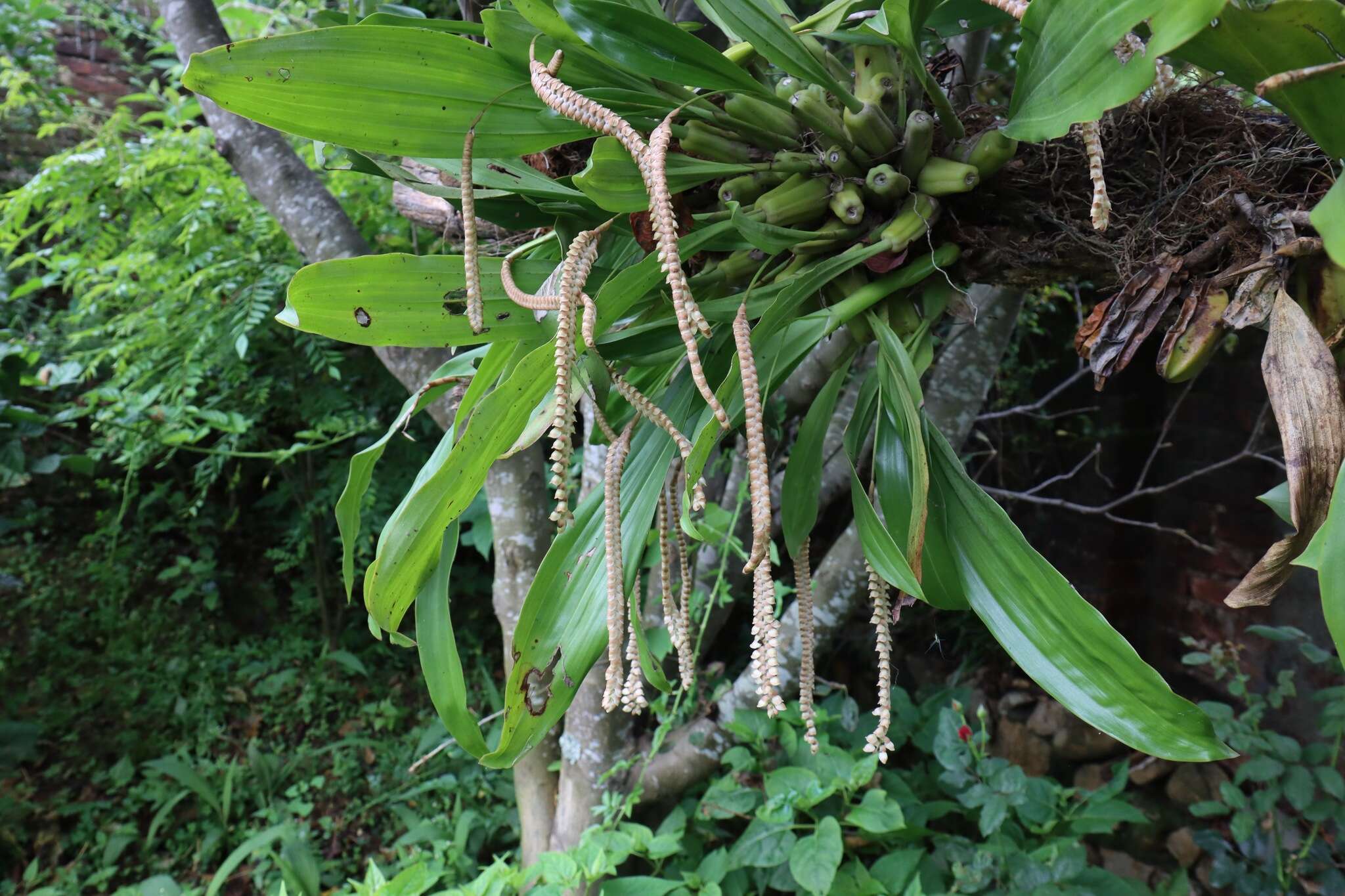 Image of Common rattlesnake orchid