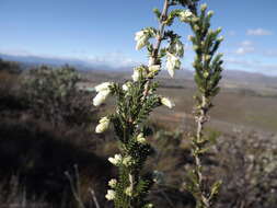 Image of Erica monsoniana var. monsoniana