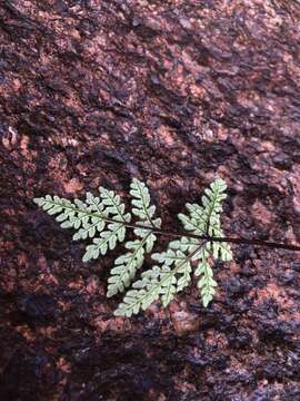 Image of California cloak fern