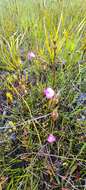 Sivun Utricularia uniflora R. Br. kuva