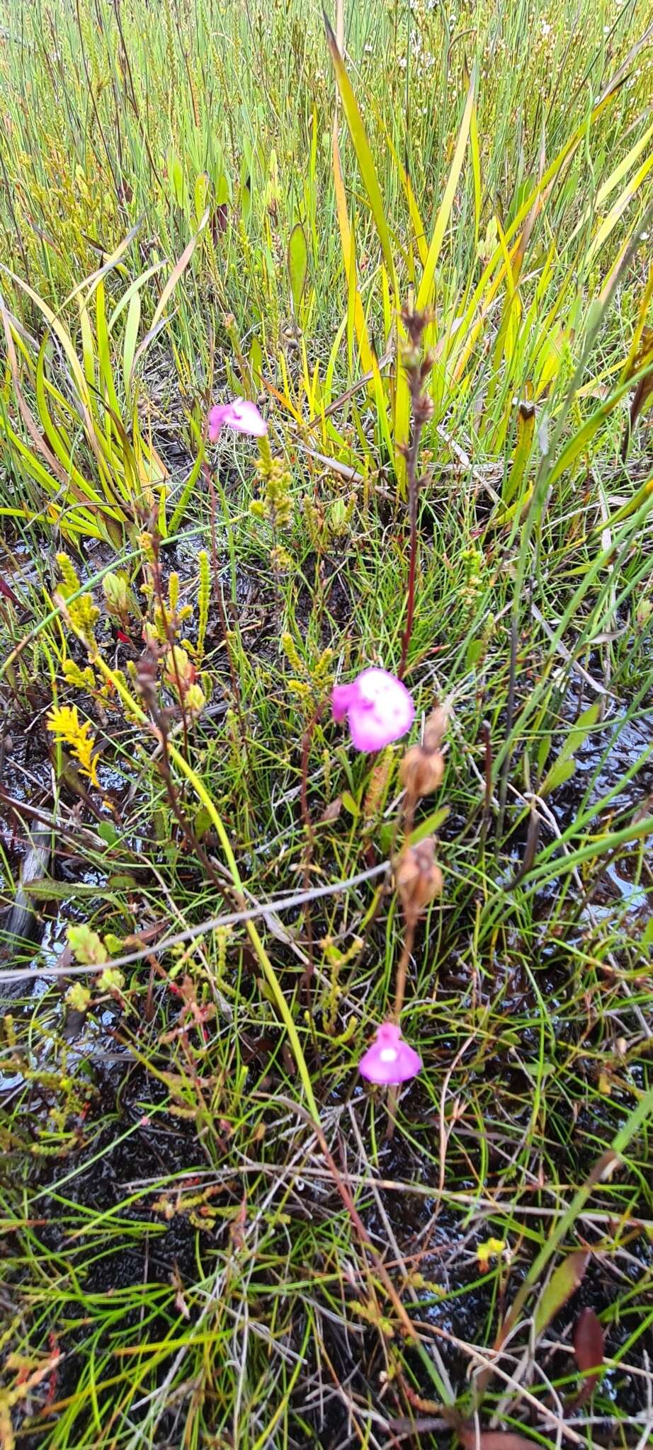 Sivun Utricularia uniflora R. Br. kuva