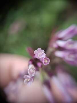 Image of Valeriana cernua B. Eriksen