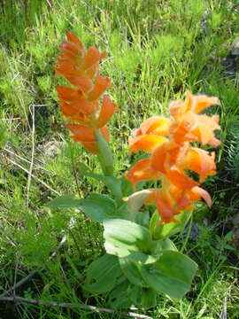 Plancia ëd Dichromanthus aurantiacus (Lex.) Salazar & Soto Arenas