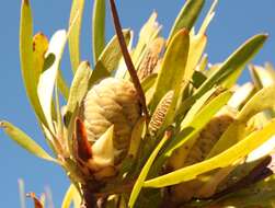 Image of Leucadendron meridianum Salter ex I. Williams