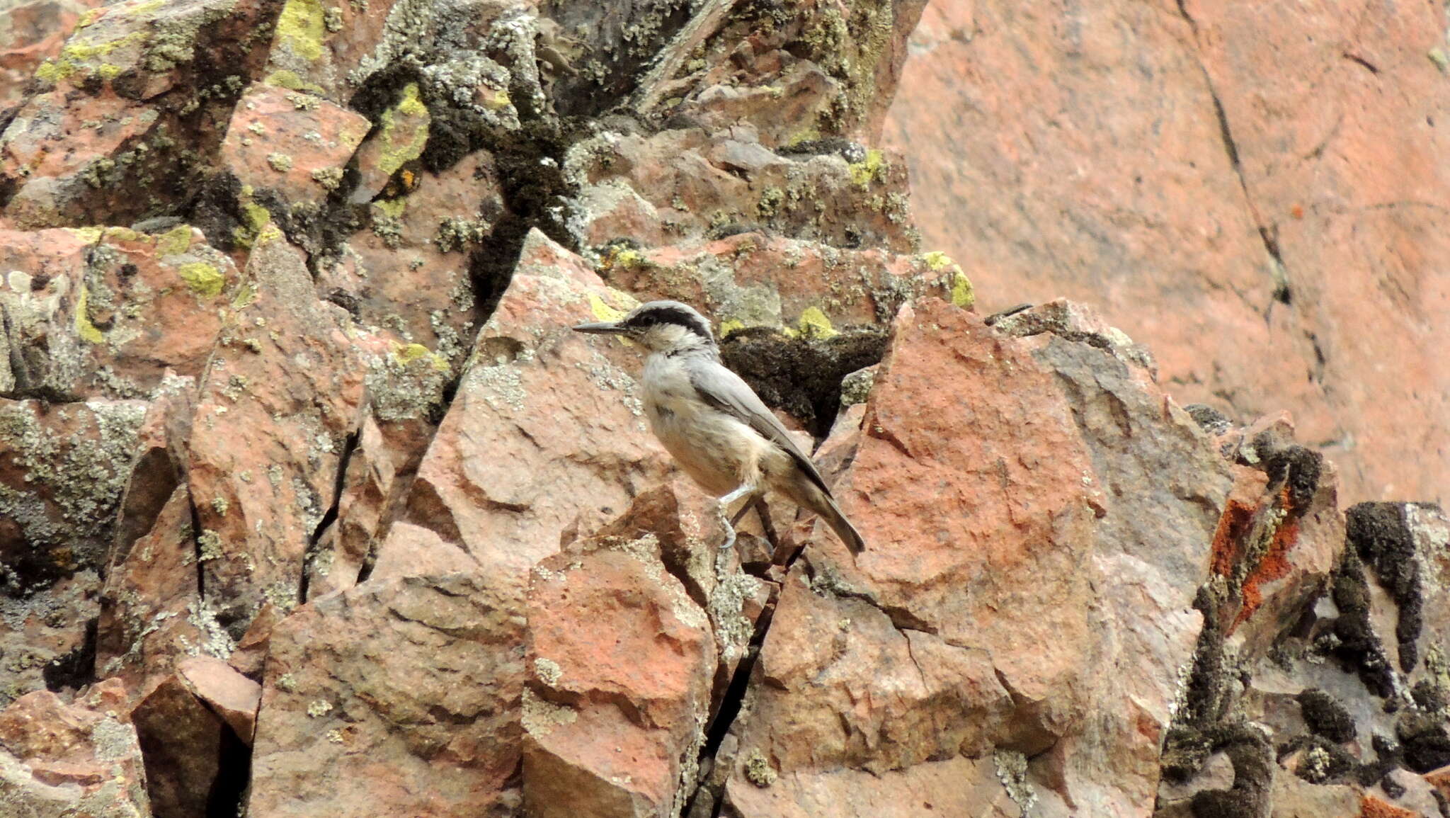 Image de Sittelle des rochers