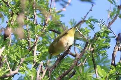 Imagem de Zosterops pallidus Swainson 1838