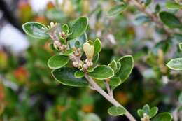 Olearia persoonioides (DC.) Benth. resmi