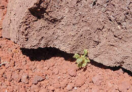 Phacelia serrata J. W. Voss resmi