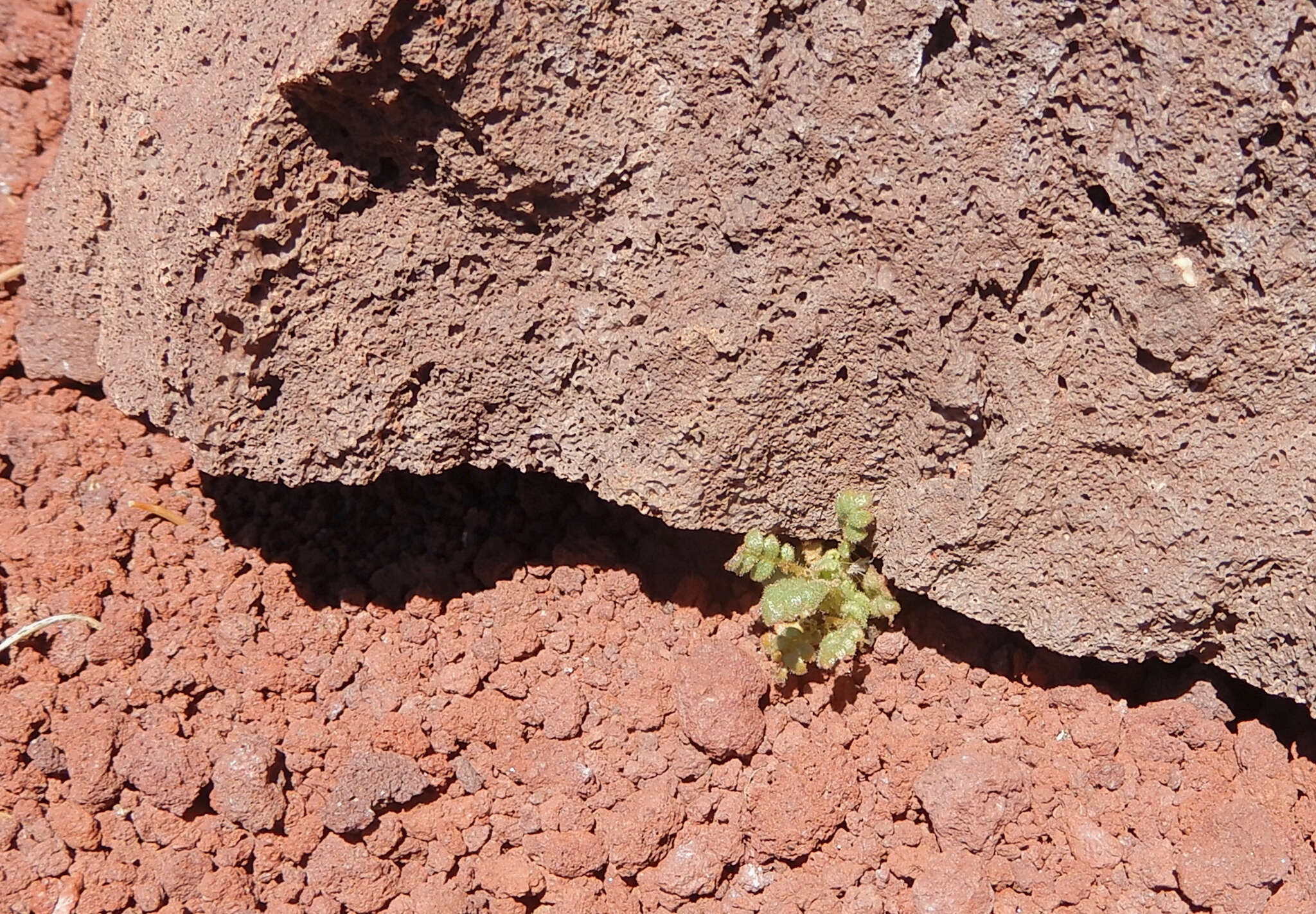 Image de Phacelia serrata J. W. Voss