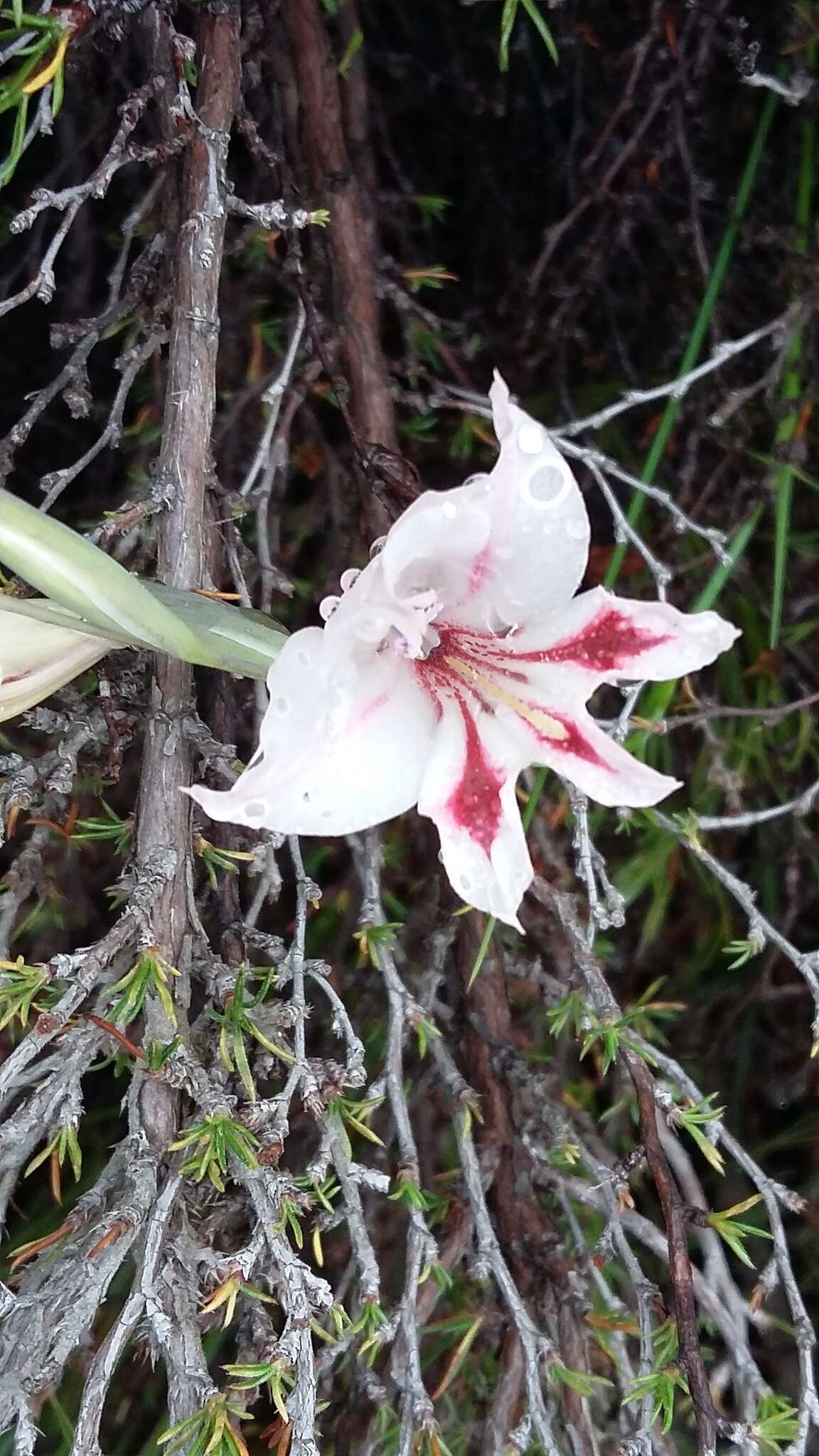 Plancia ëd Gladiolus nigromontanus Goldblatt