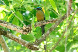 Image of Amazonian Motmot