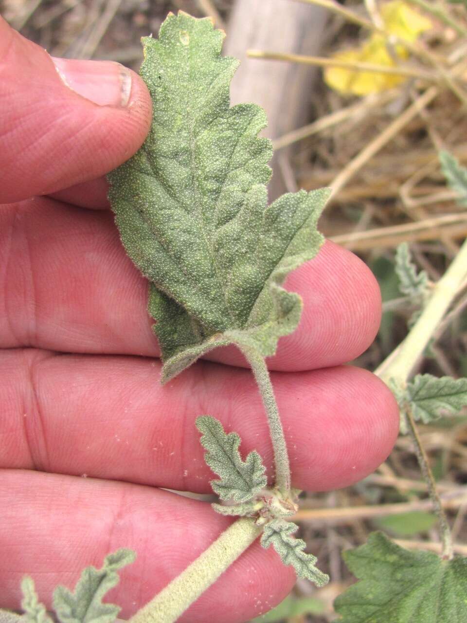 Image of Emory's globemallow