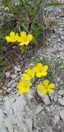 Image of Linum tauricum Willd.