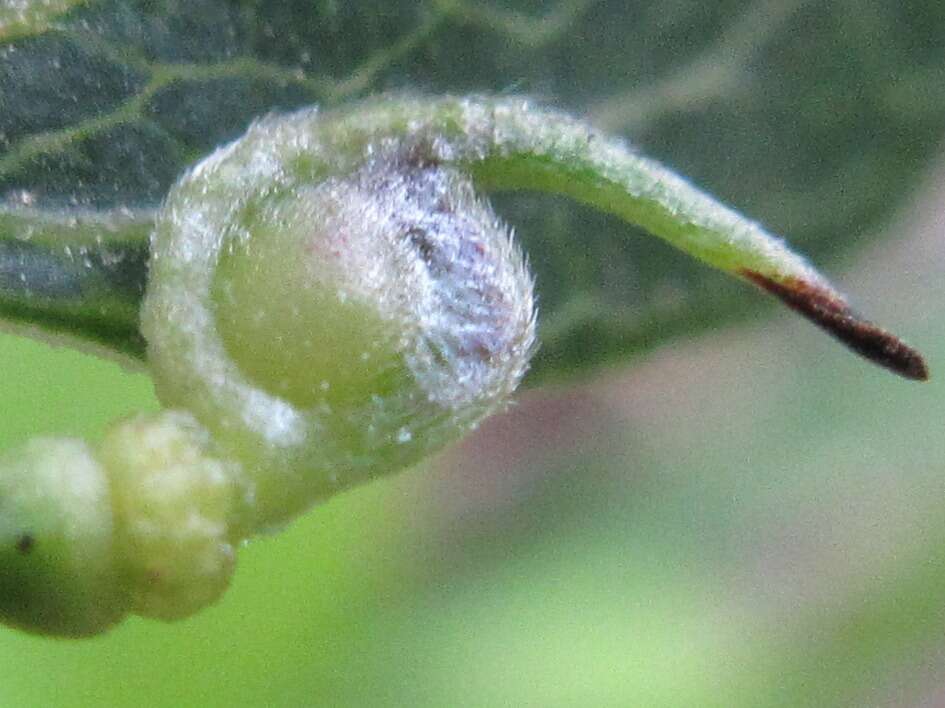 Imagem de Clematis terniflora var. mandshurica (Rupr.) Ohwi