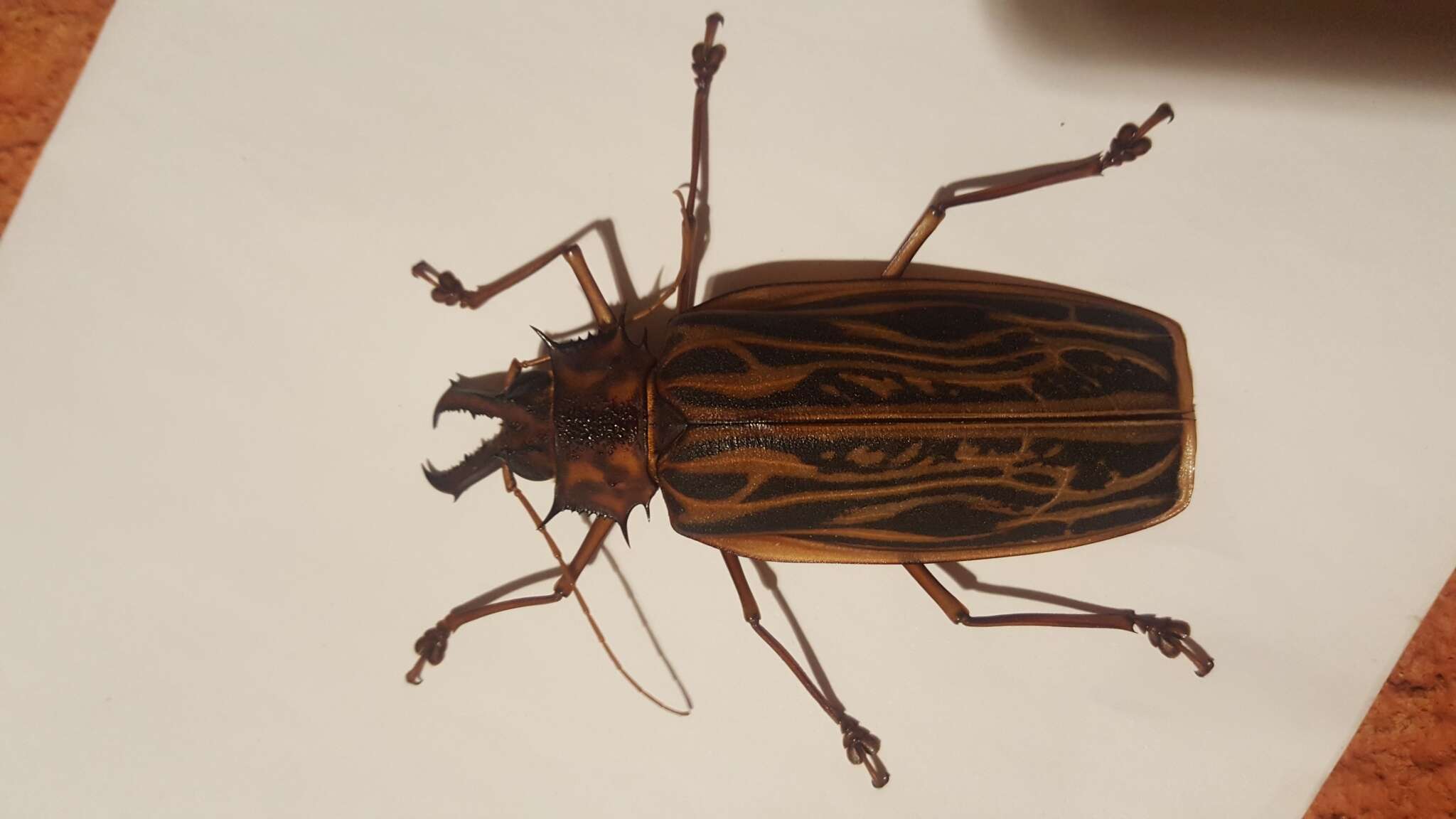 Image of Long-horned beetle