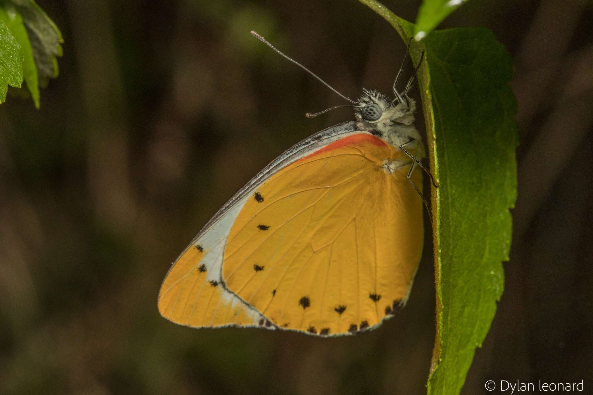 Слика од Belenois thysa (Hopffer 1855)