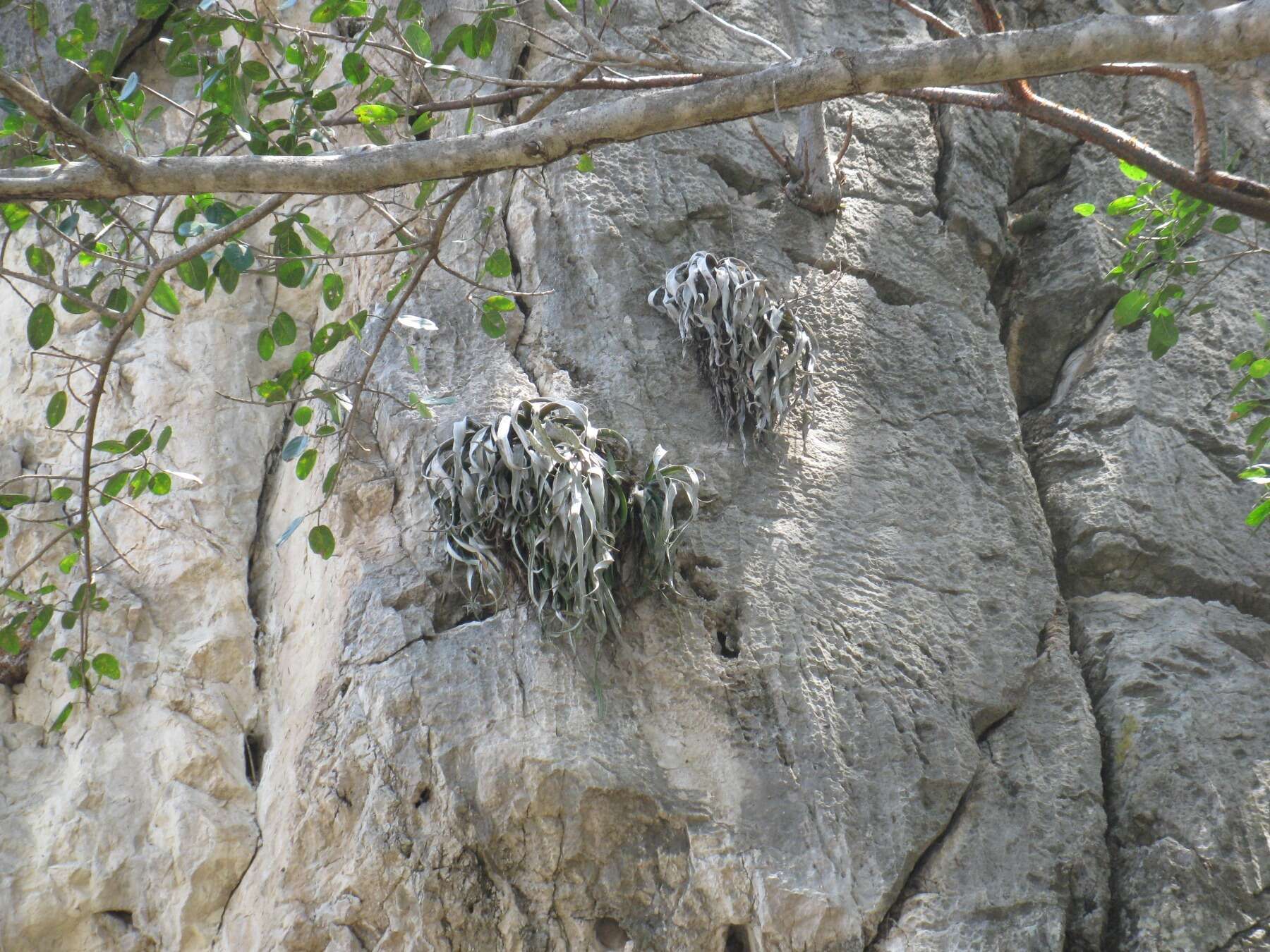 Image of Tillandsia chiapensis C. S. Gardner