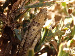 Image de Eumigus