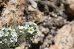 Image of Sierra cryptantha