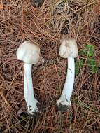 Image of Eastern Flat-topped Agaricus