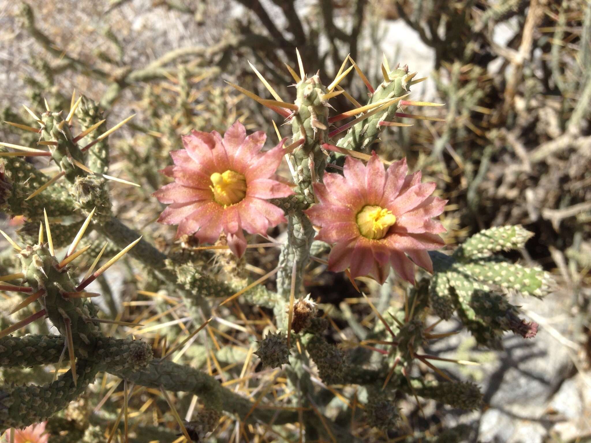 Imagem de Cylindropuntia ramosissima (Engelm.) F. M. Knuth