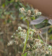 Image de Eryngium aquaticum L.