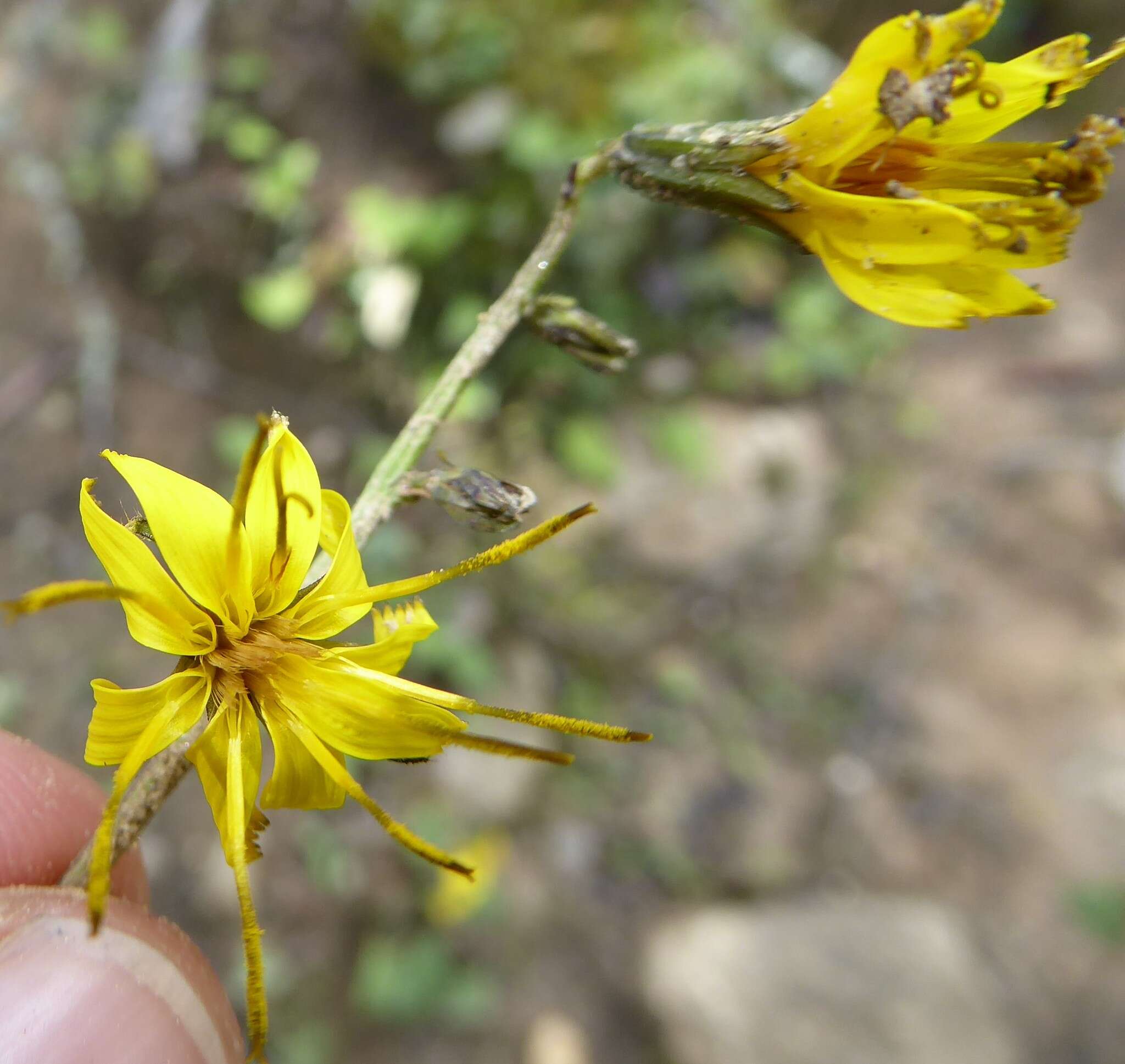 صورة Youngia racemifera (Hook. fil.) Babc. & Stebbins