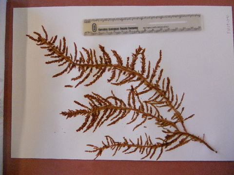 Image of <i>Delesseria decipiens</i>