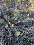 Image of stiffleaf false goldenaster