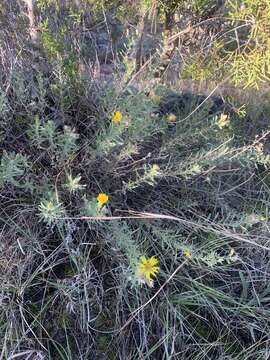 Image of stiffleaf false goldenaster