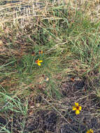 Image de Thelesperma filifolium (Hook.) A. Gray