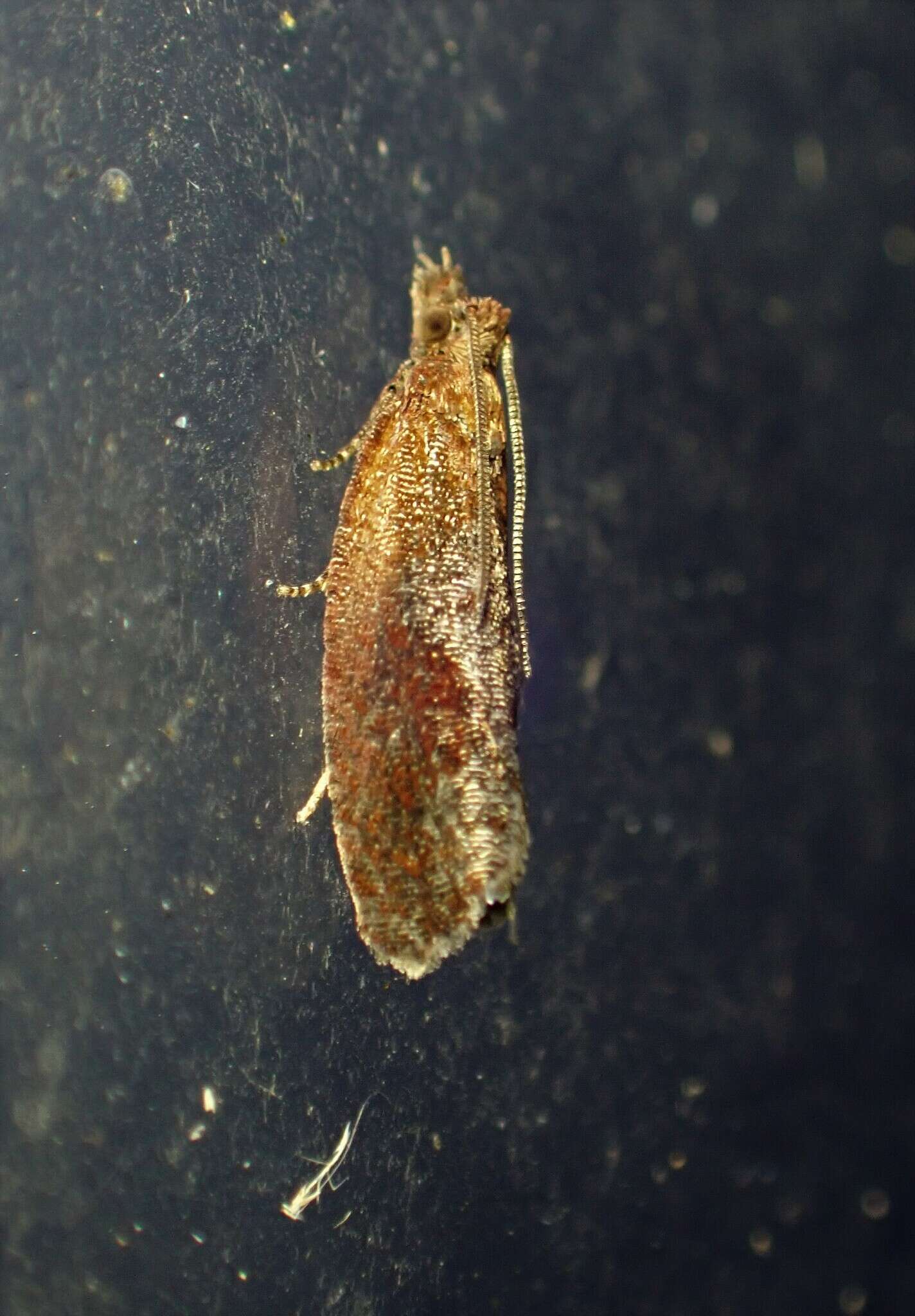 Image of Epinotia septemberana Kearfott 1907