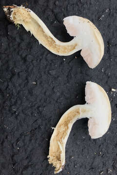 Image of Pale bitter bolete