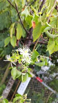 Clematis javana DC. resmi