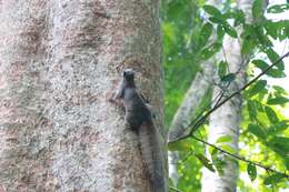 Image of Inornate Squirrel