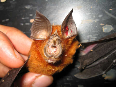 Image of Halcyon Horseshoe Bat