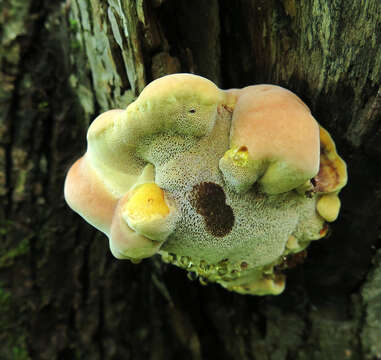 Image de Polypore hérissé