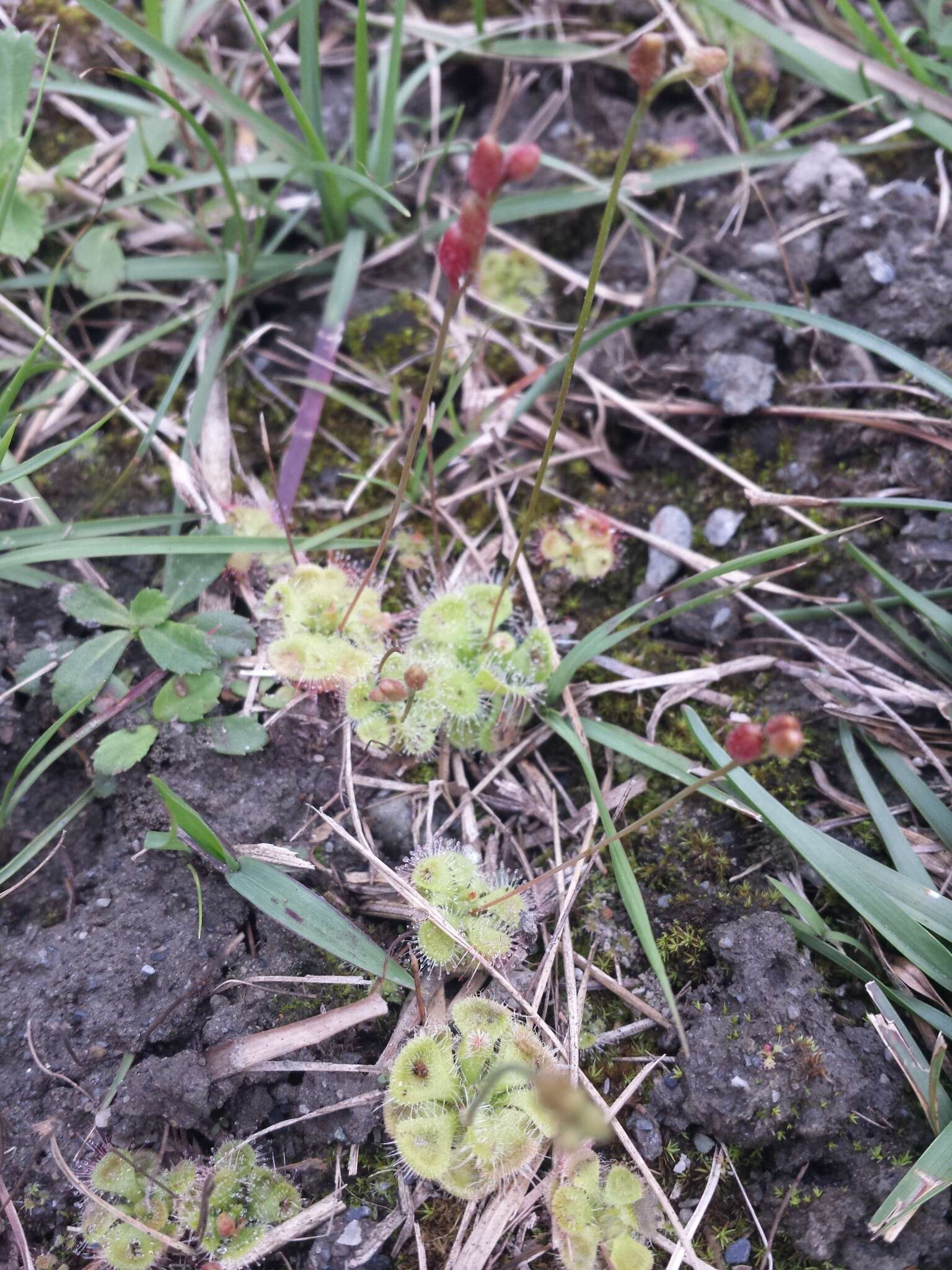 Image of <i>Drosera burmanni</i>