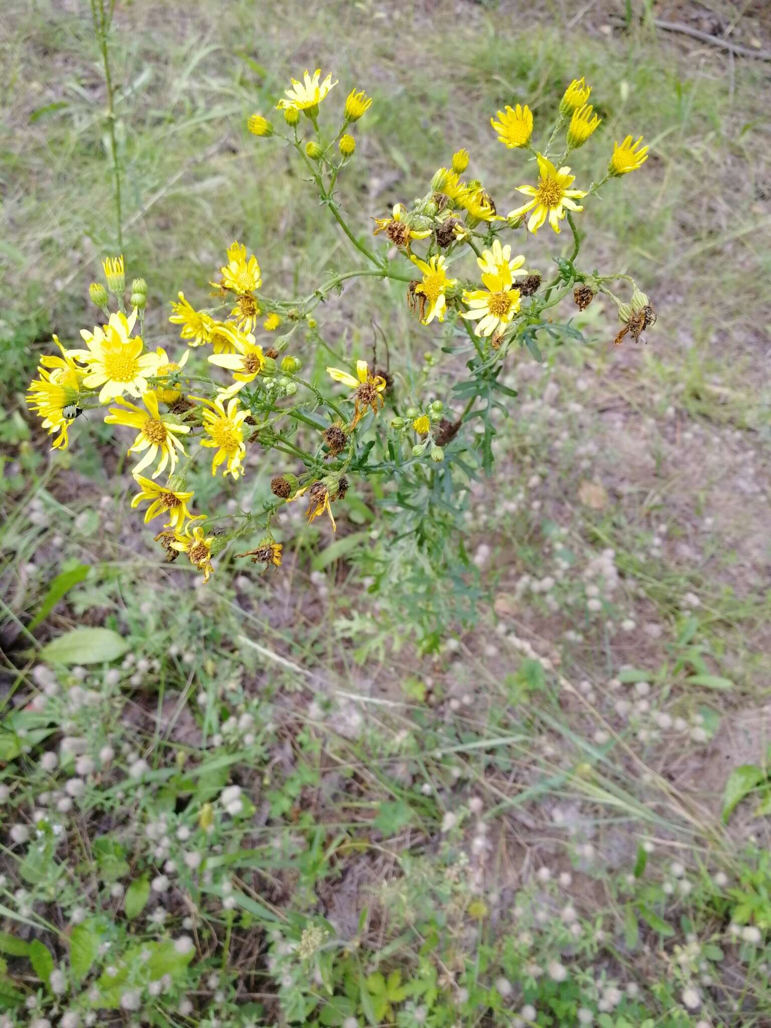 Image of hoary ragwort